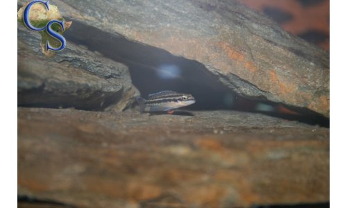 Julidochromis dickfeldi